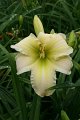 IMG_4375 (Large)